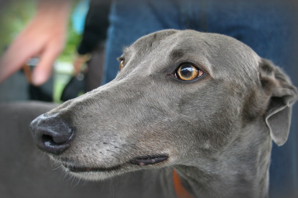 50 Shades Of Grey Dogs