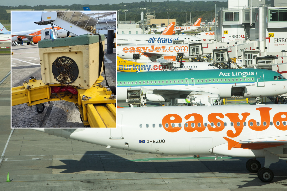 Gatwick Airport forced to close gate for six hours due to swarm of bees