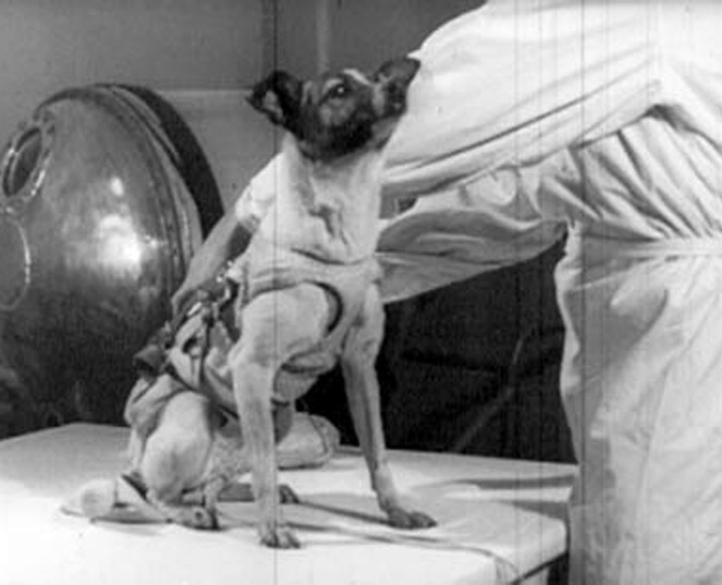 laika first dog in space