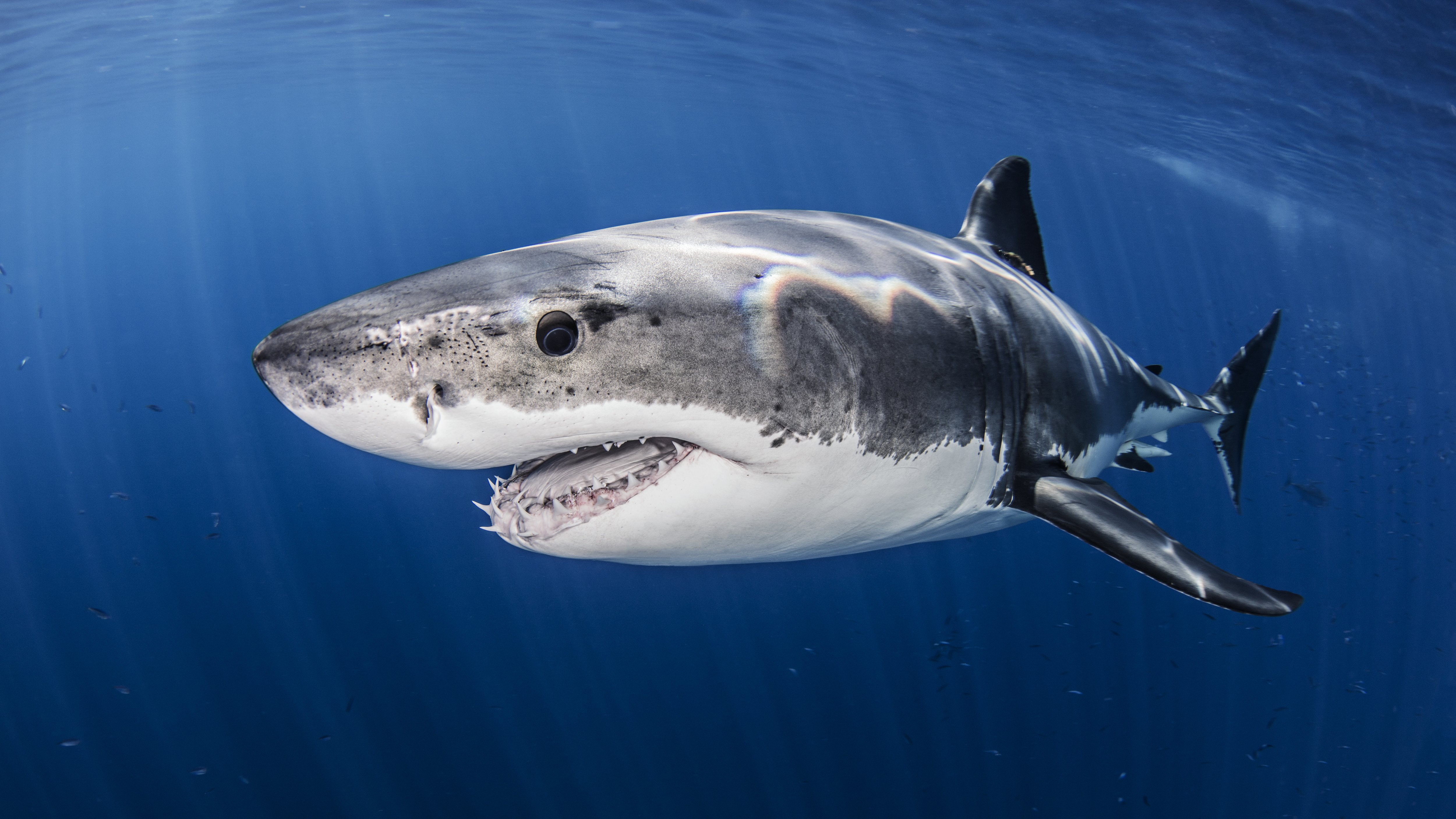 Great white sharks could soon roam Britain's seas warn scientists after bone-chilling new study