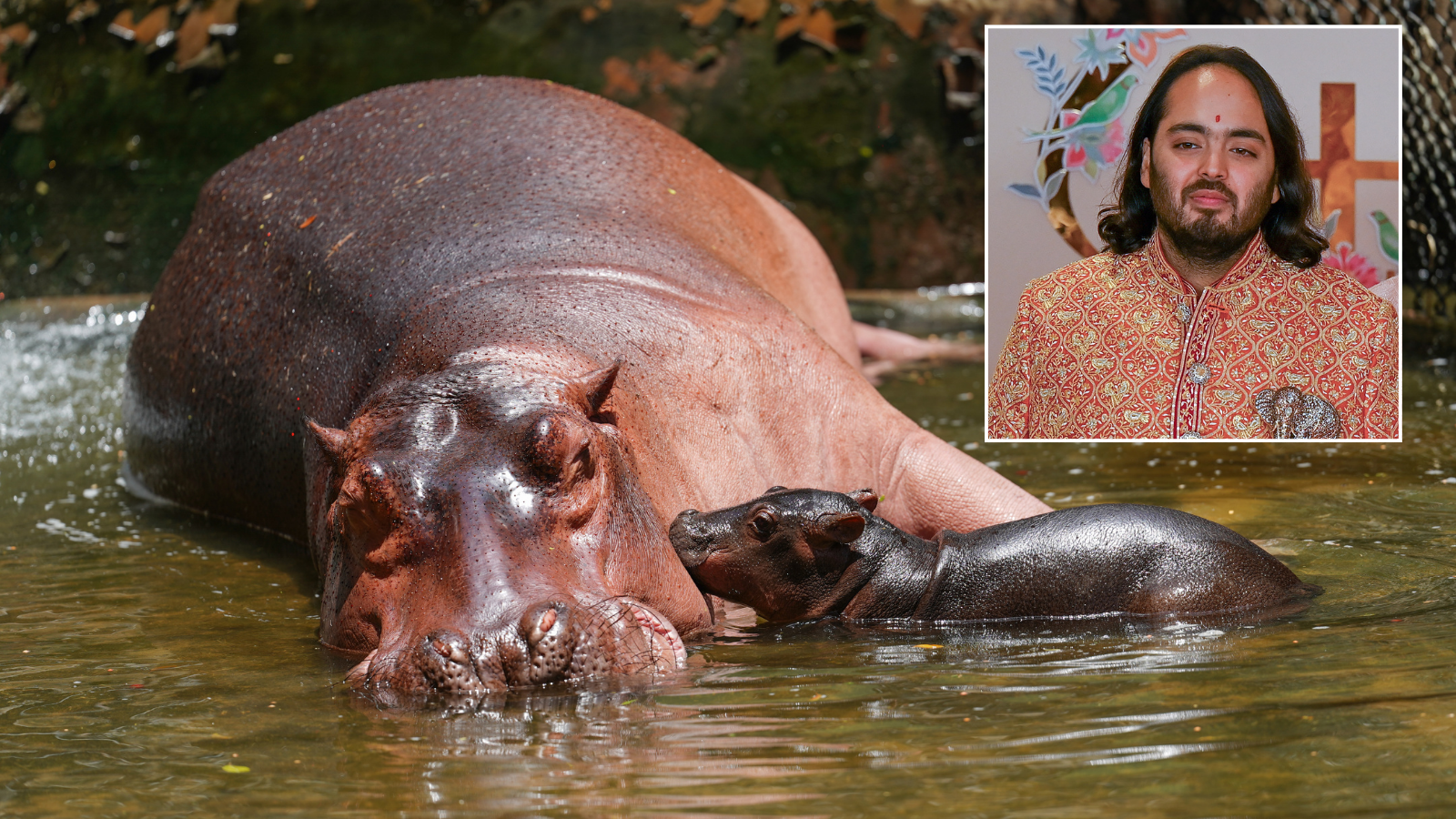 Indian billionaire's son offers to save Pablo Escobar's feral hippos as Colombia suggests culling plan
