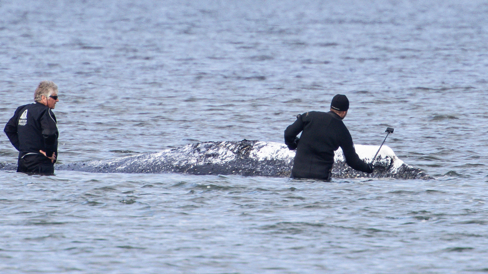 Humpback Whale Timmy Released into North Sea After Stranding Off Germany