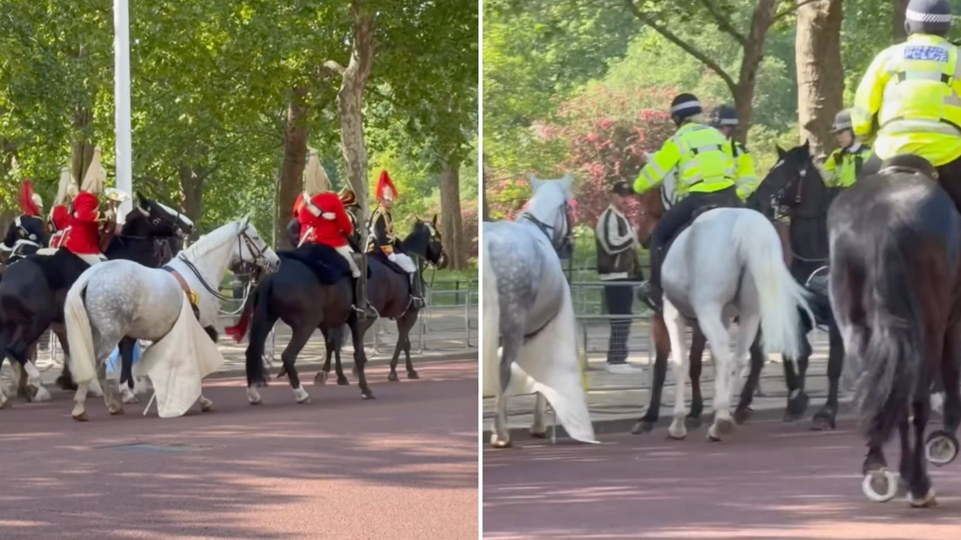 Loose horse causes chaos near Buckingham Palace during major annual event