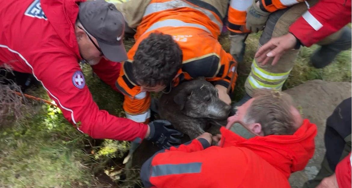 Dog which fell more than 20ft down hole rescued after six-hour operation