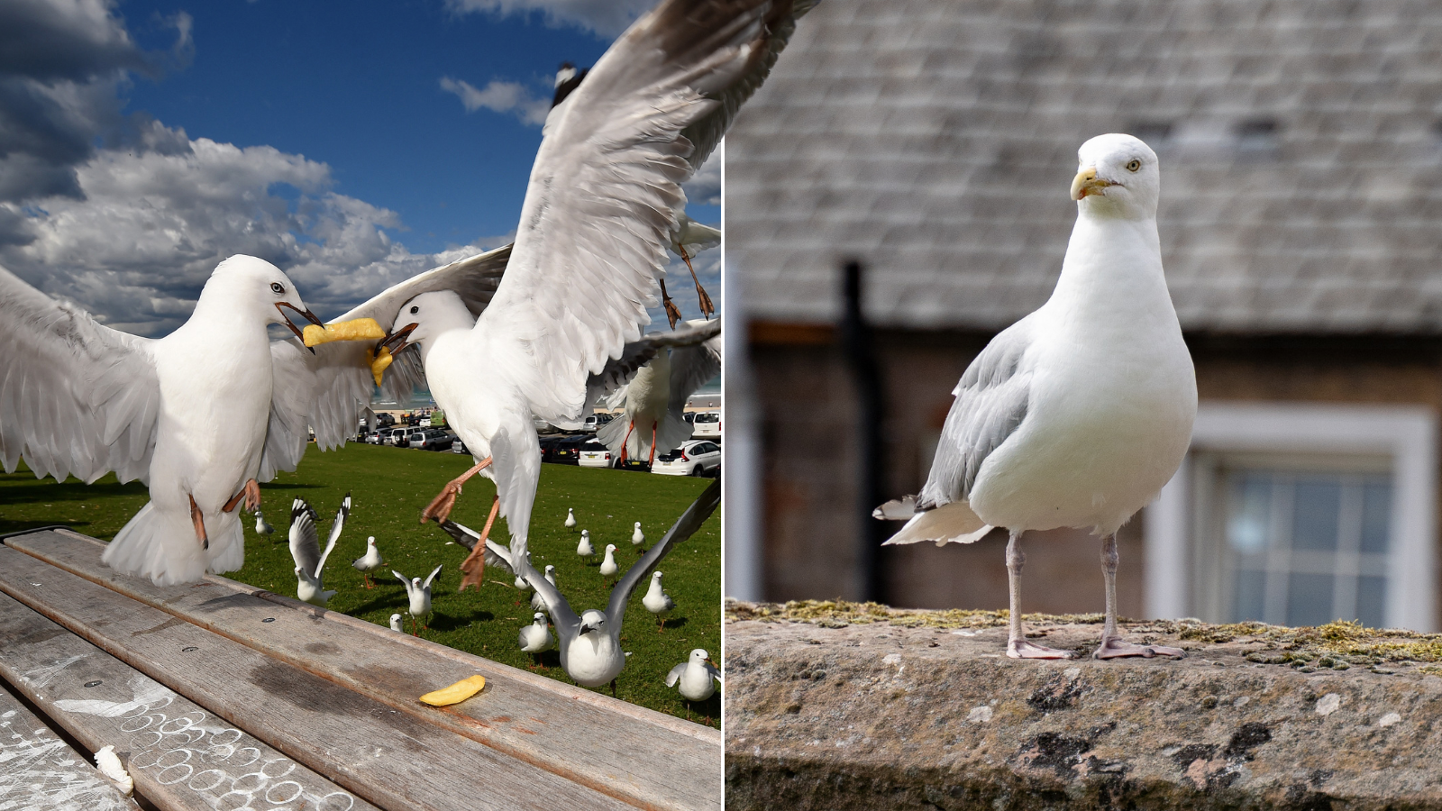 'We've given control to the gulls!' Councillors surrender in war on seagulls 'colonising' historic city