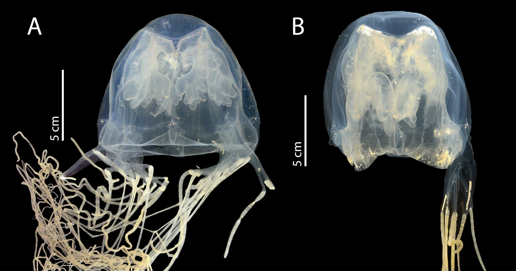 Highly venomous new species discovered lurking in waters just off major city