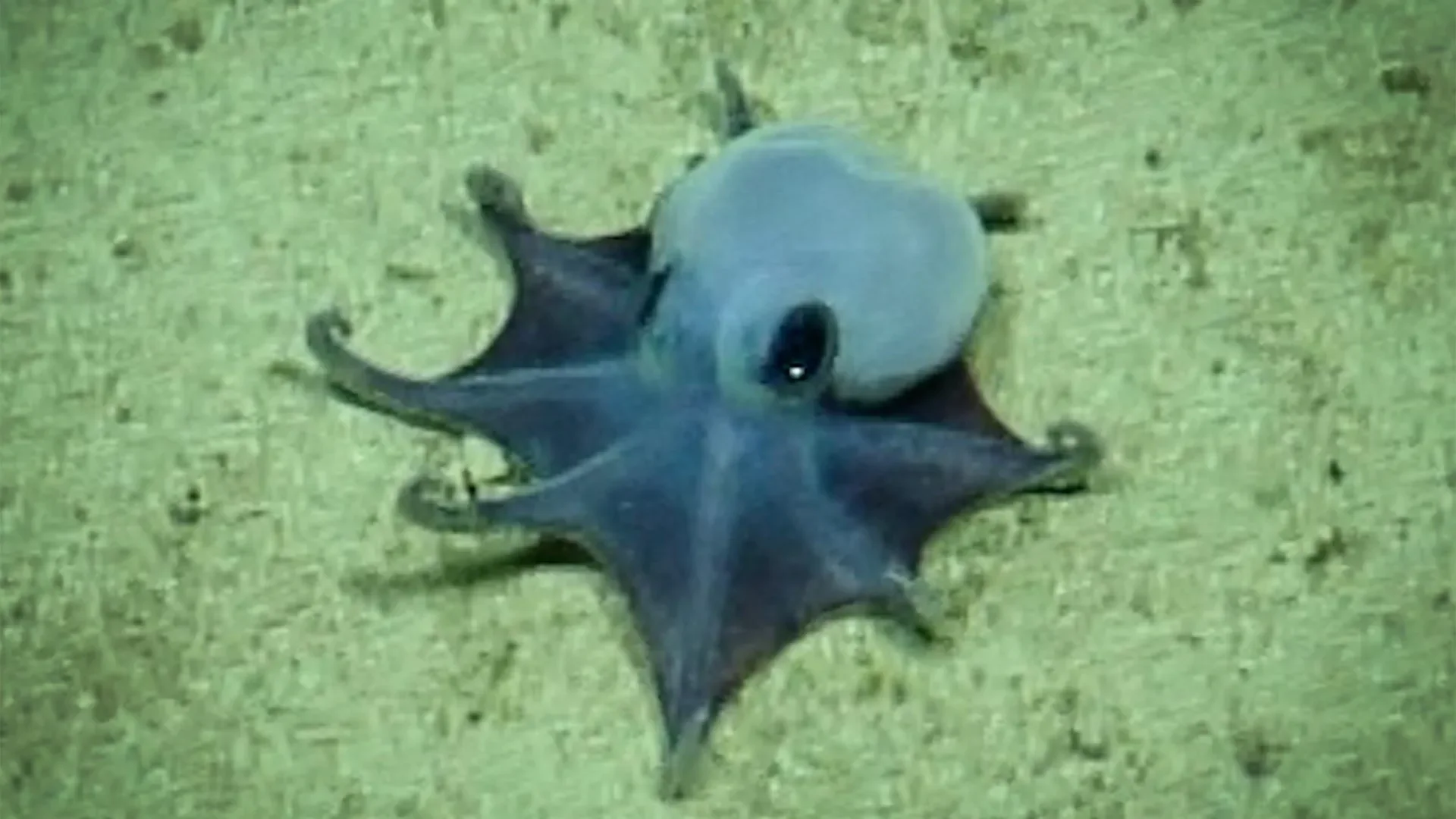Scientists find new blue octopus the size of golf ball in Pacific Ocean