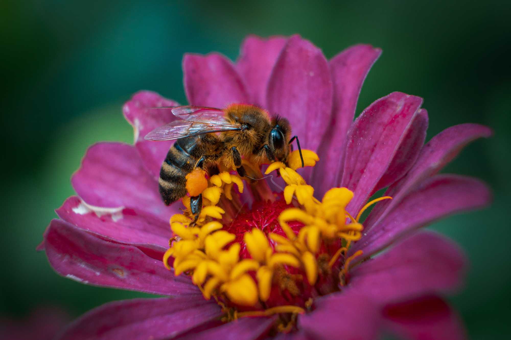 Study finds power line EMF impacts honeybees, pollination, and plant ecosystems