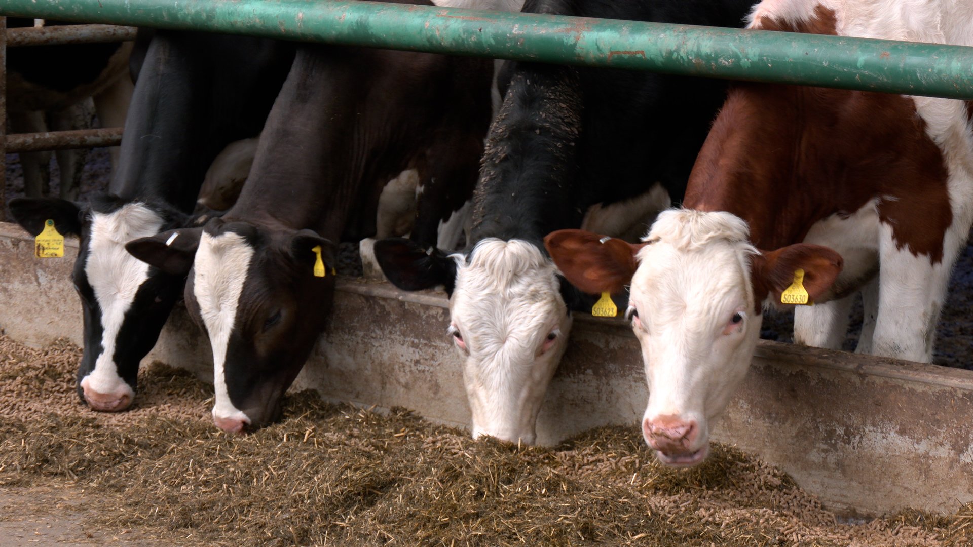 Farmers to open 250 working farms as thousands of Britons given first-hand taste of how food is made