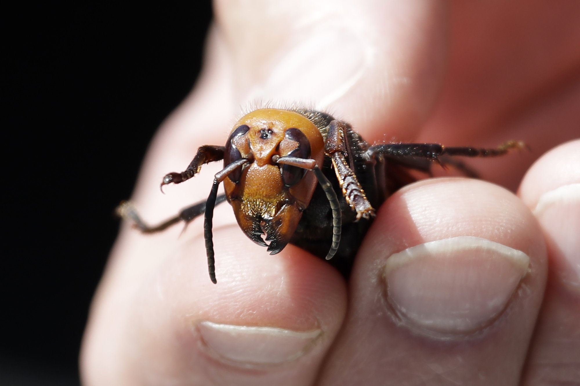 Asian hornet fears grow as British heatwaves set to trigger population explosion