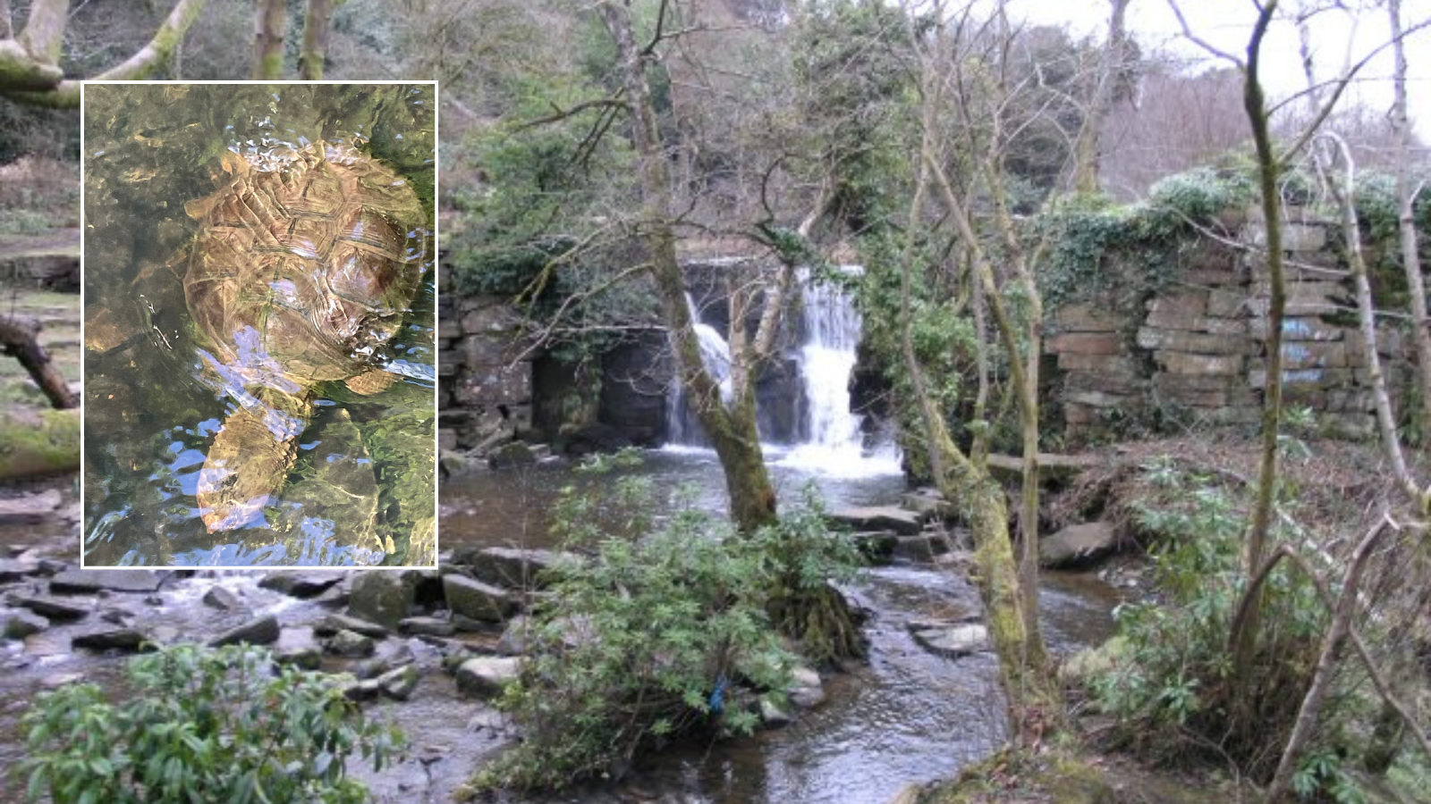 'Extremely dangerous' snapper turtle spotted in Welsh beauty spot as locals urged to back away