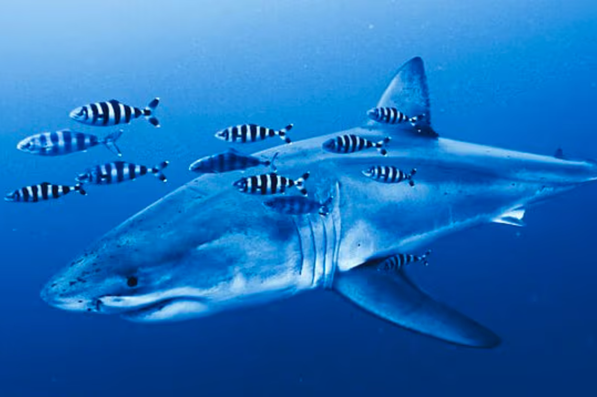 Great white shark spotted underwater in Mediterranean Sea fo