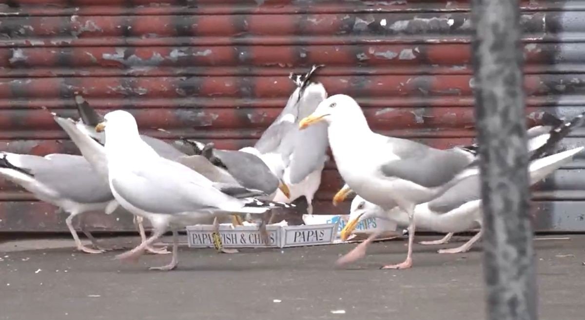 Taxpayers to foot £120k bill to solve seagull scavenging, fo