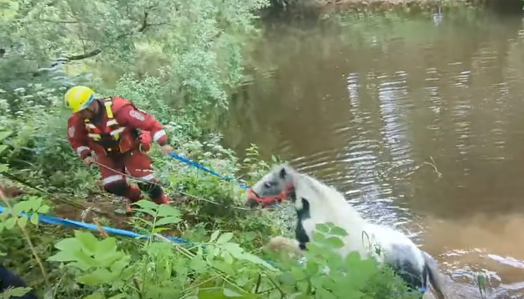 Horse swept away during Europe's biggest gypsy gathering in 