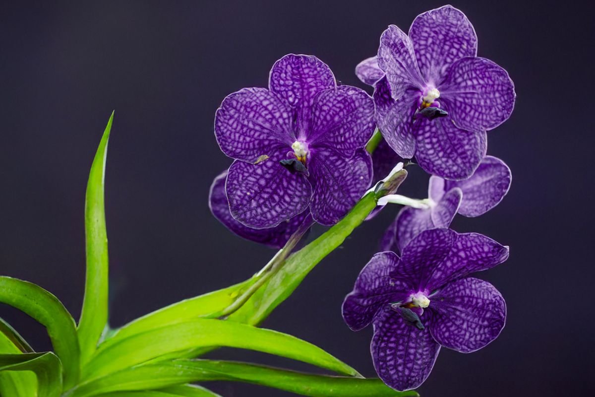 Worst place to leave your orchid as expert warns it will cause 'demise of your plant'