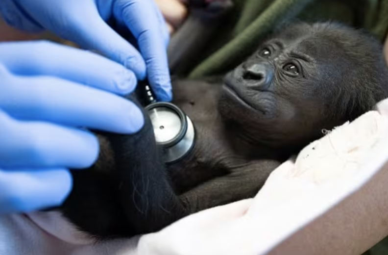 Zoo delivered adorable baby gorilla by c-section: ‘Humbling and profound!'