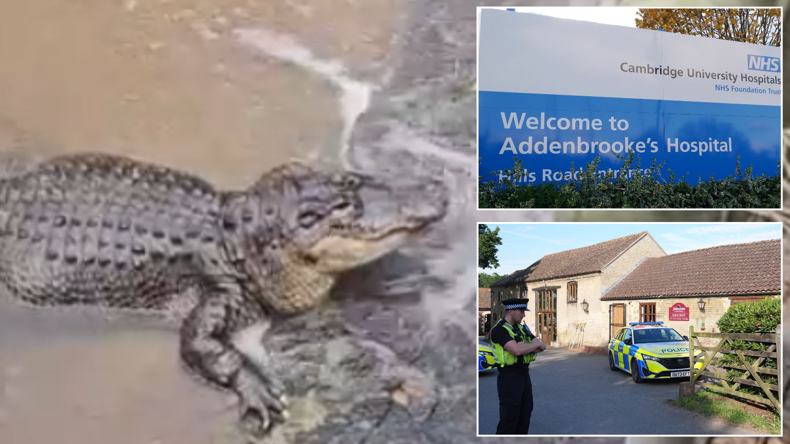 Crocodile attack boy's medical records accessed by 40 hospital employees as probe launched