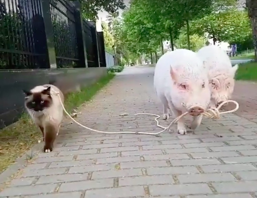 ragdoll leash