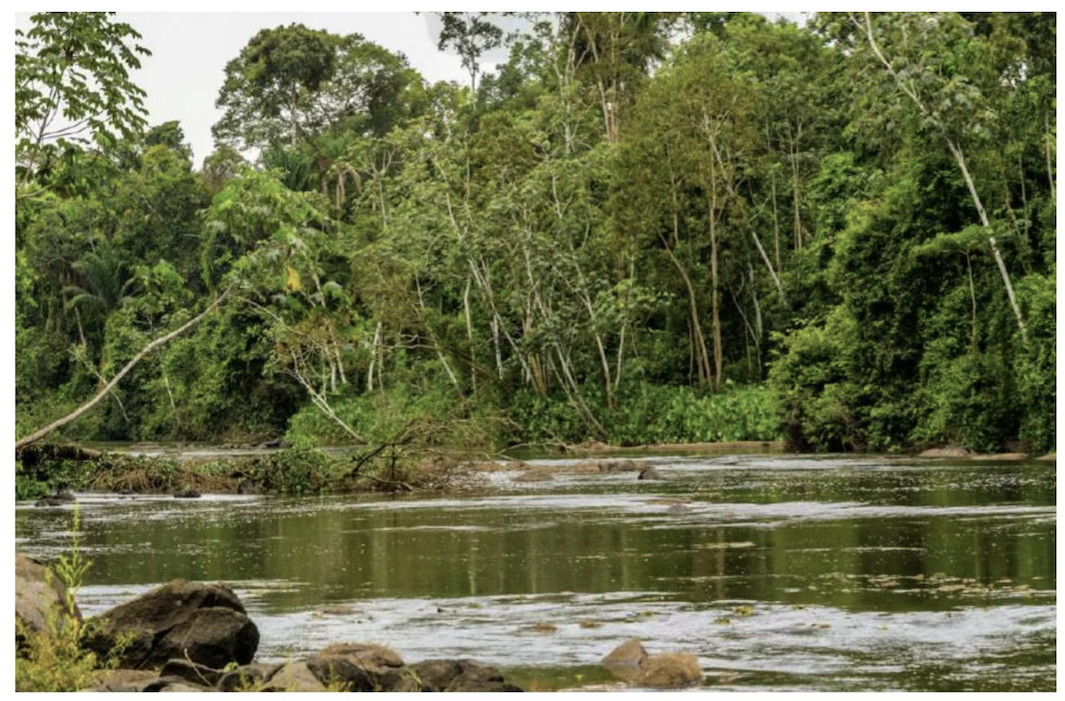 Lush green trees within Centurion Minerals' Limestone Gold Project in Suriname