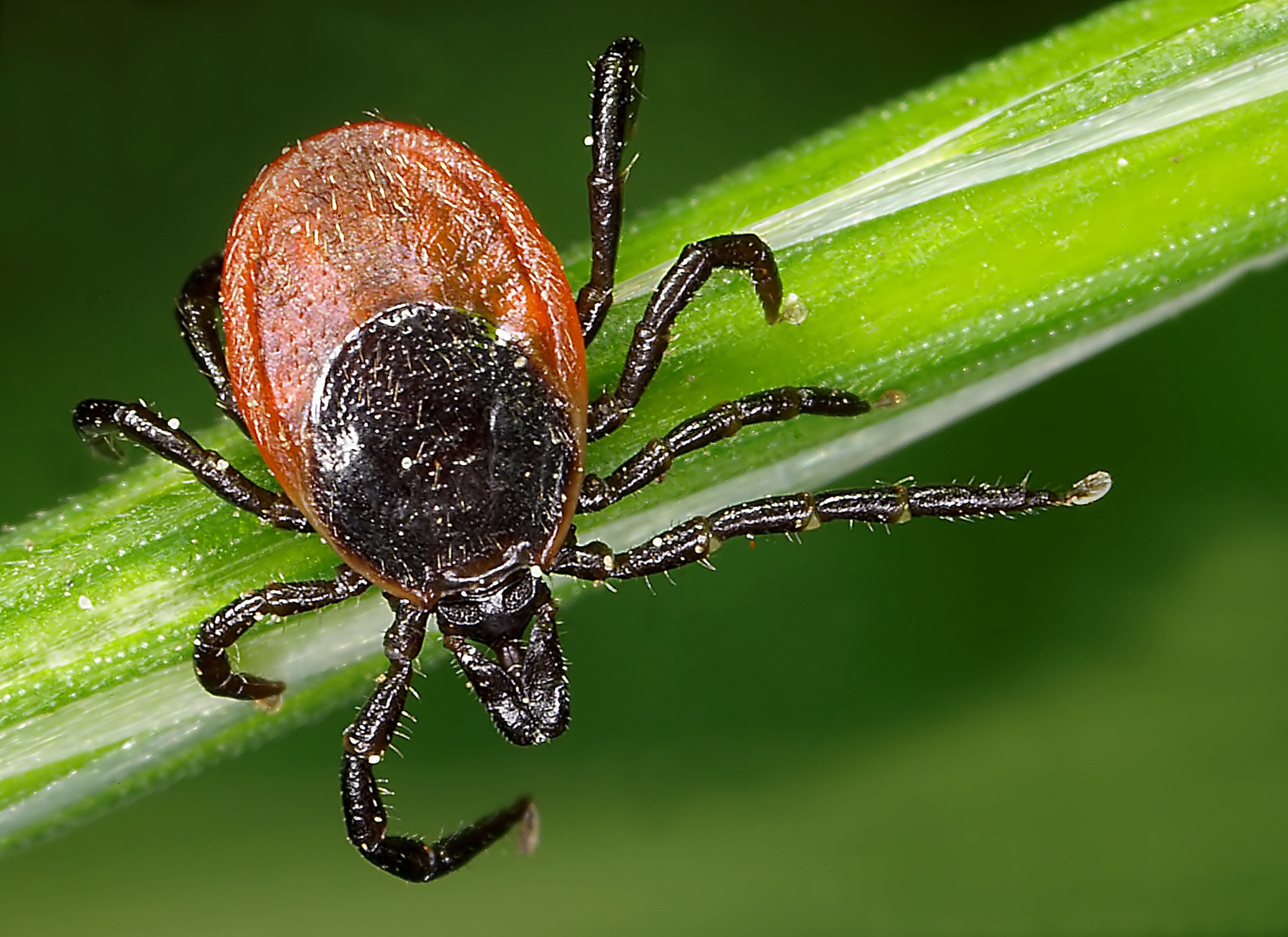 England's tick bite hotspot named as Lyme disease cases soar by more than 20%