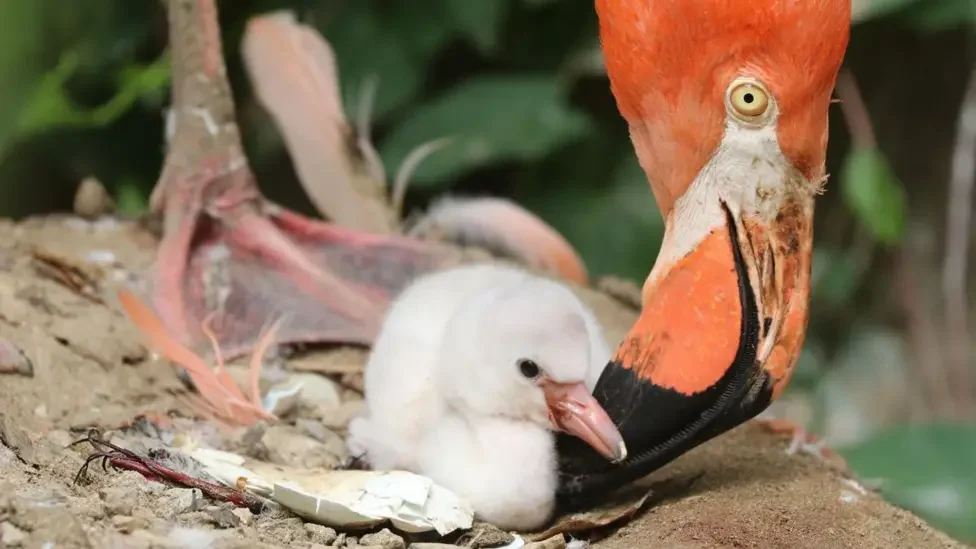 British wildlife park welcomes birth of adorable flamingo chick after its older brother escaped to France