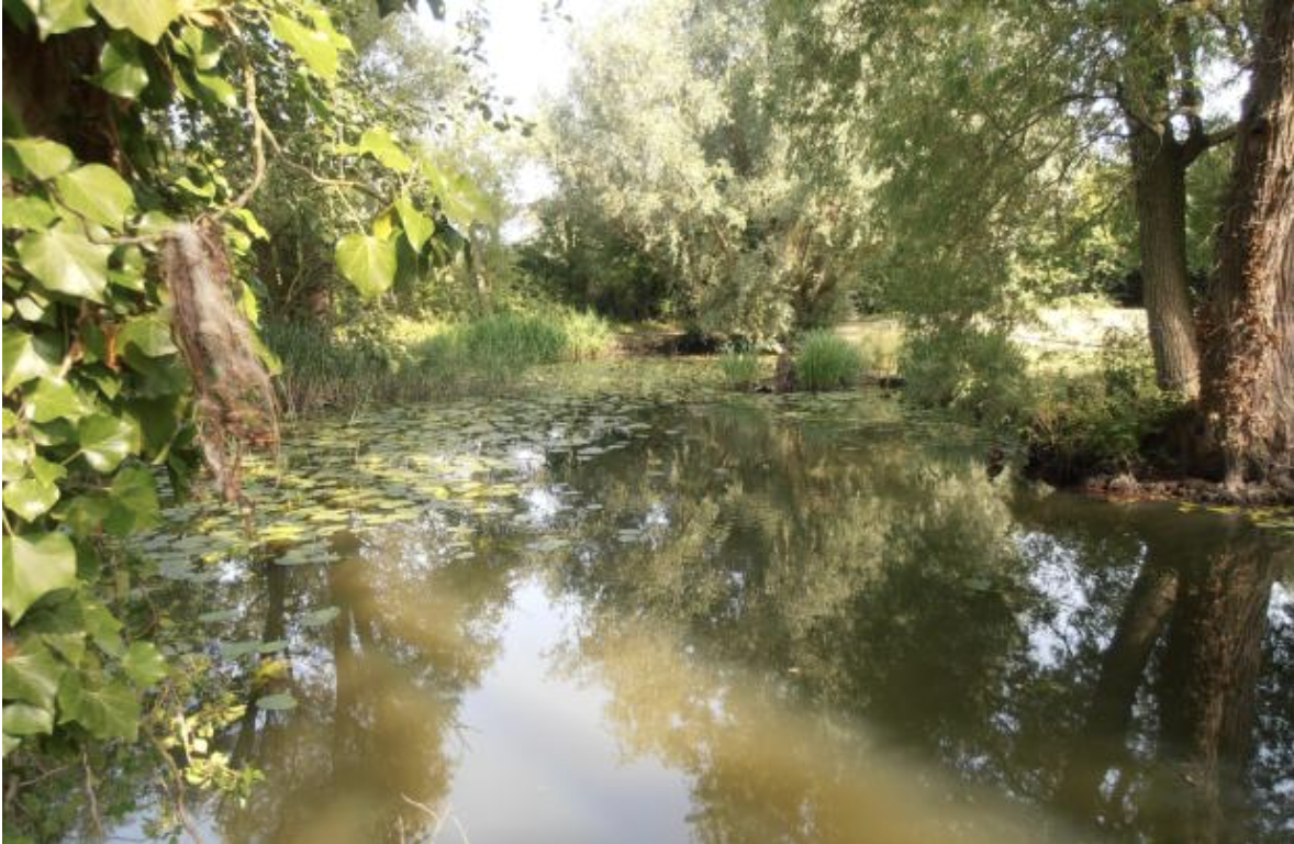 Council ignores over 100 objections to approve new housing estate despite fears it will wreck beloved nature reserve