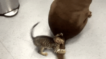 Kitten Tries with Her Might to Calm a Wagging Tail - Love Meow