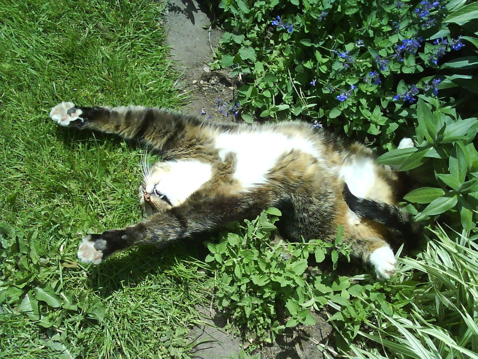 13 Cats Who Don t Have A Catnip Problem So Just Chill Out Man 