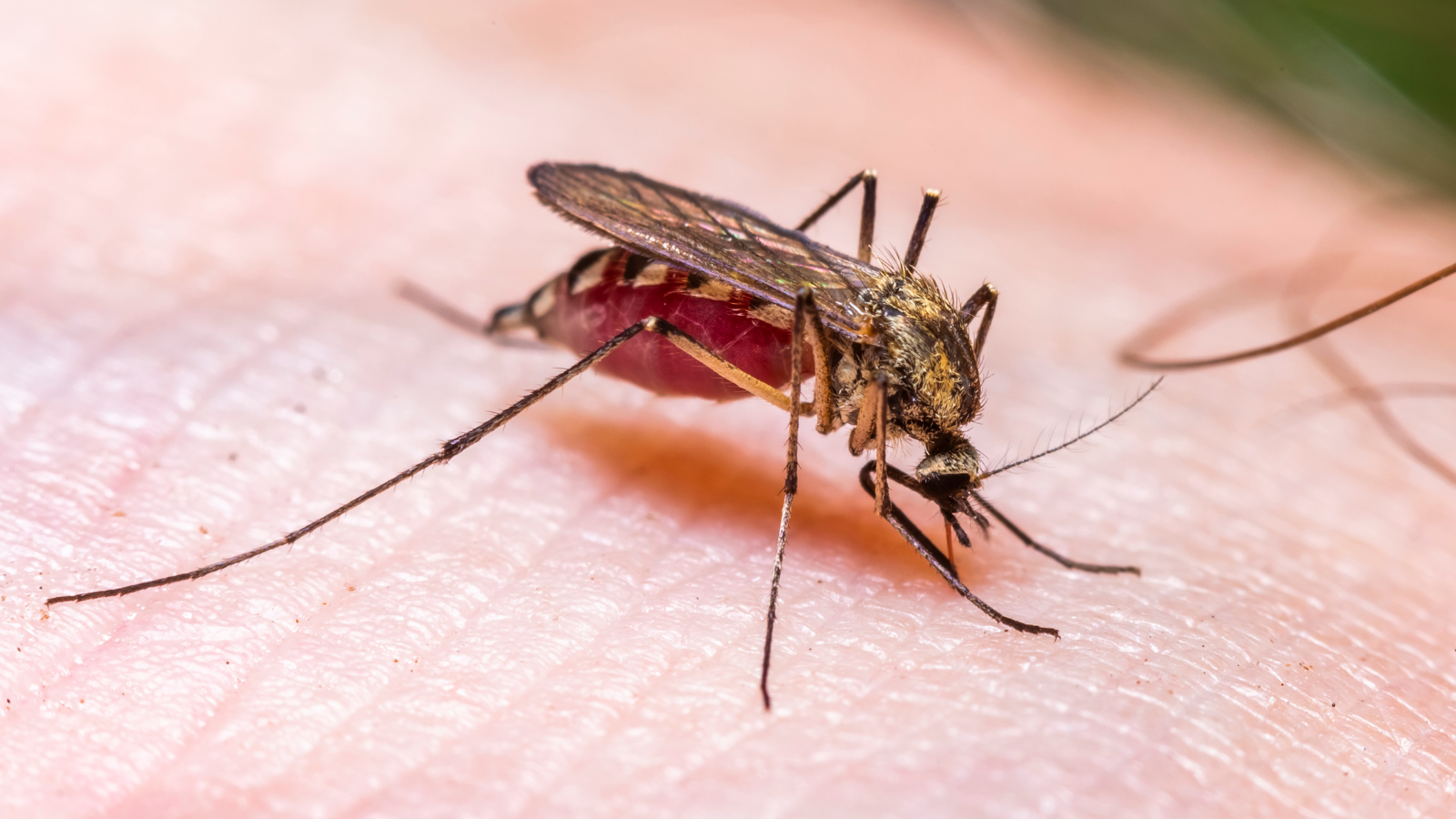 Three dead in rare malaria outbreak after mosquito 'was trapped on plane' at major European airport