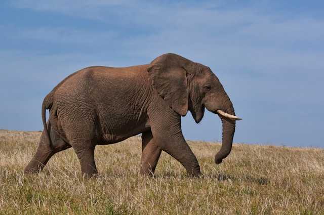 Farmers in Kenya dispute that cyanide poisoning could have…