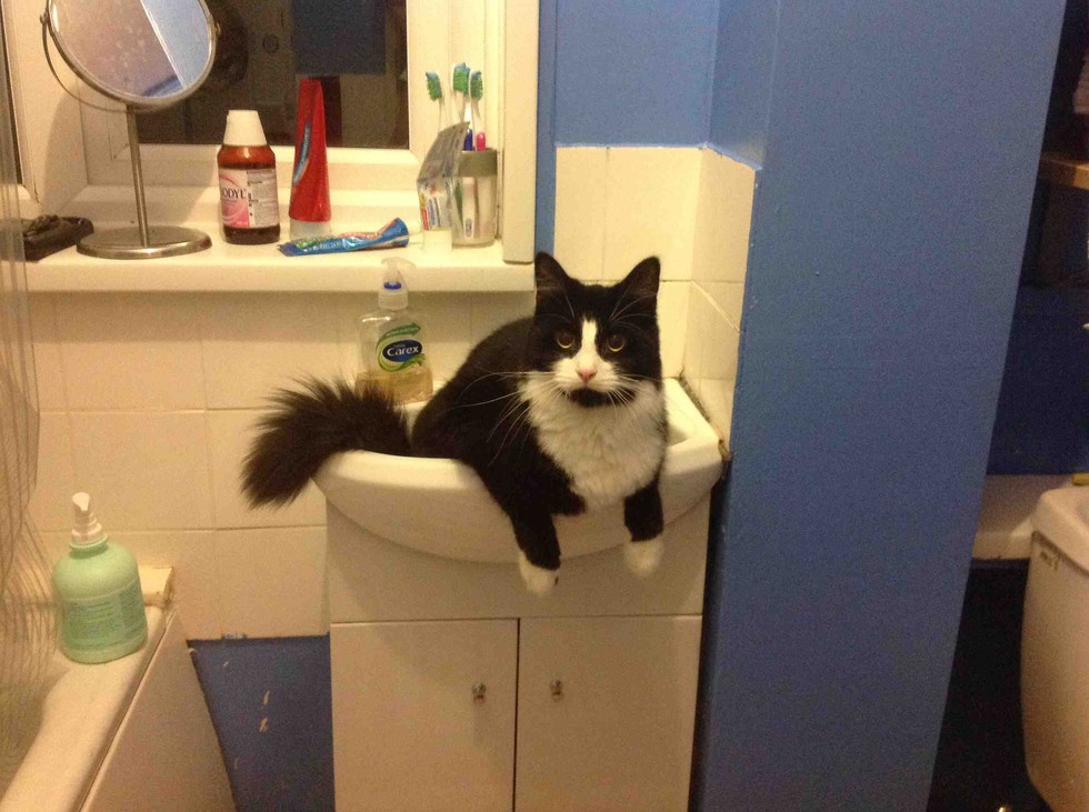 12 Truths All Cat Owners Who Live In Apartments Know Meowingtons