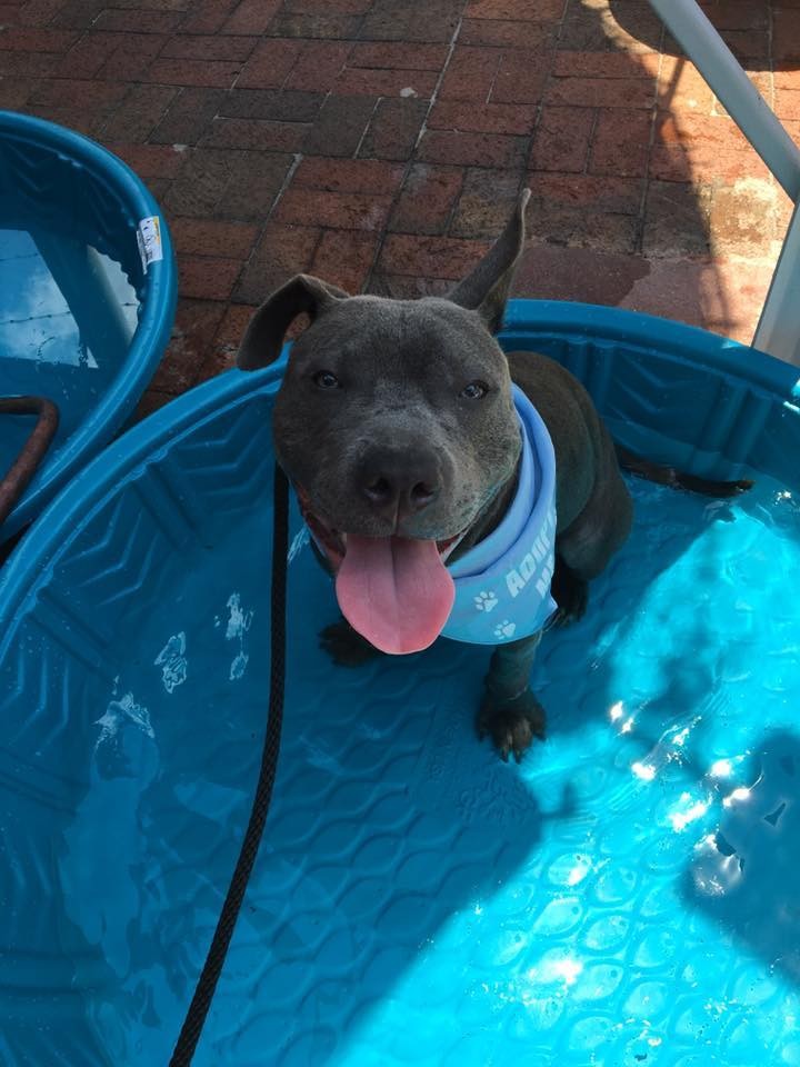 Dog Left Tied Up Outside Store Is Completely Unrecognizable Now