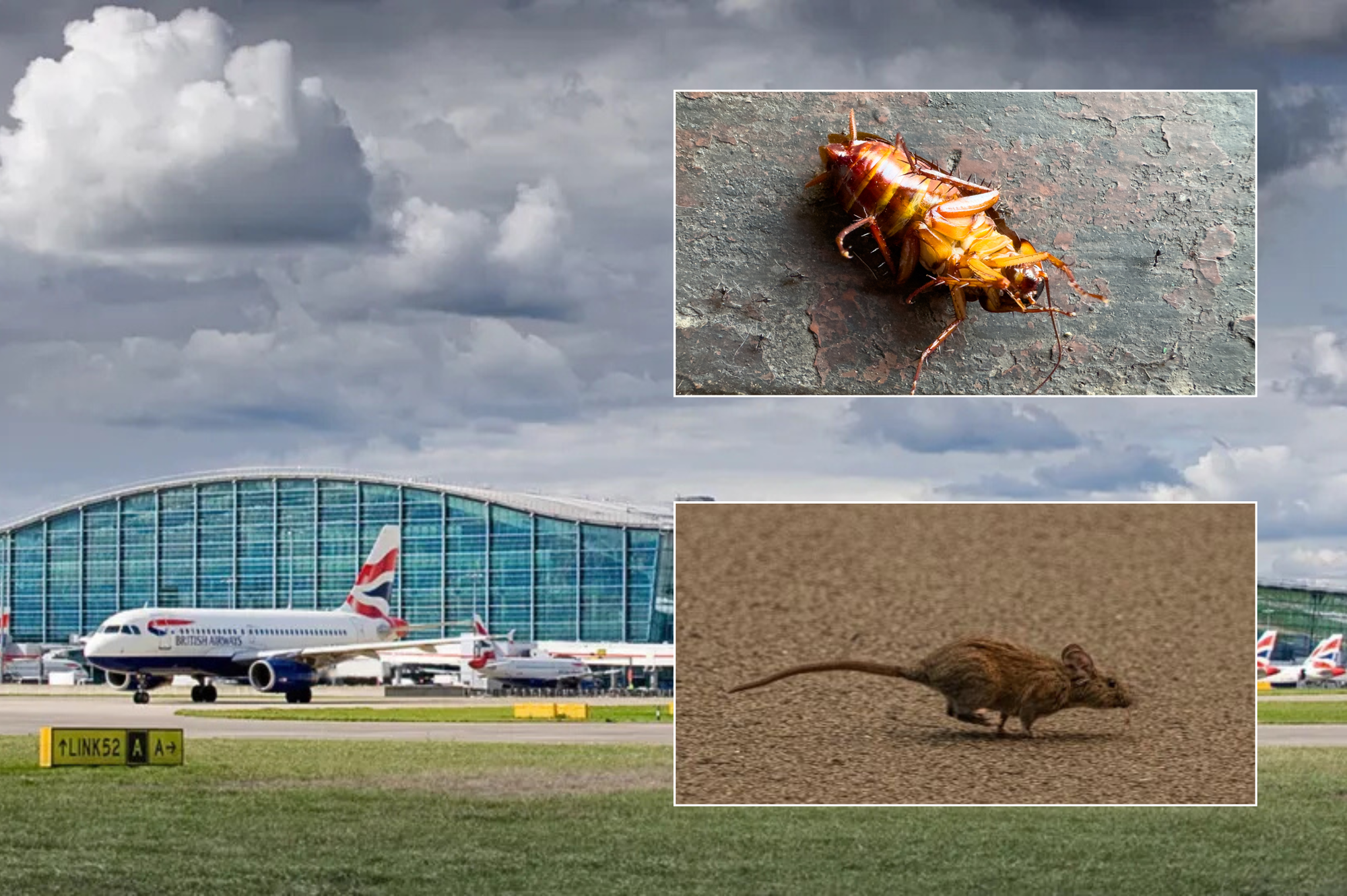 Heathrow 'infested with rats and cockroaches' as airport's cleanliness under intense scrutiny