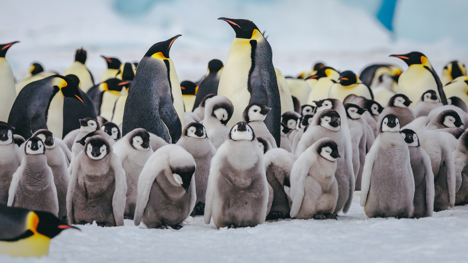 Science breakthrough sees experts track emperor penguins from SPACE for the first time ever