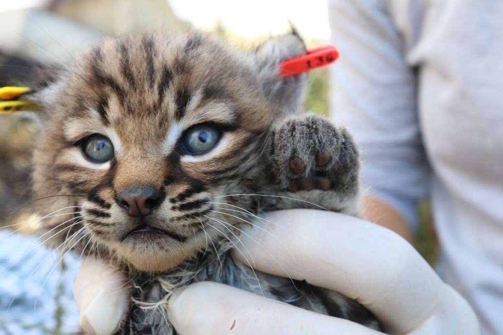 New Baby Bobcats May Be The Cutest Kittens On The Planet