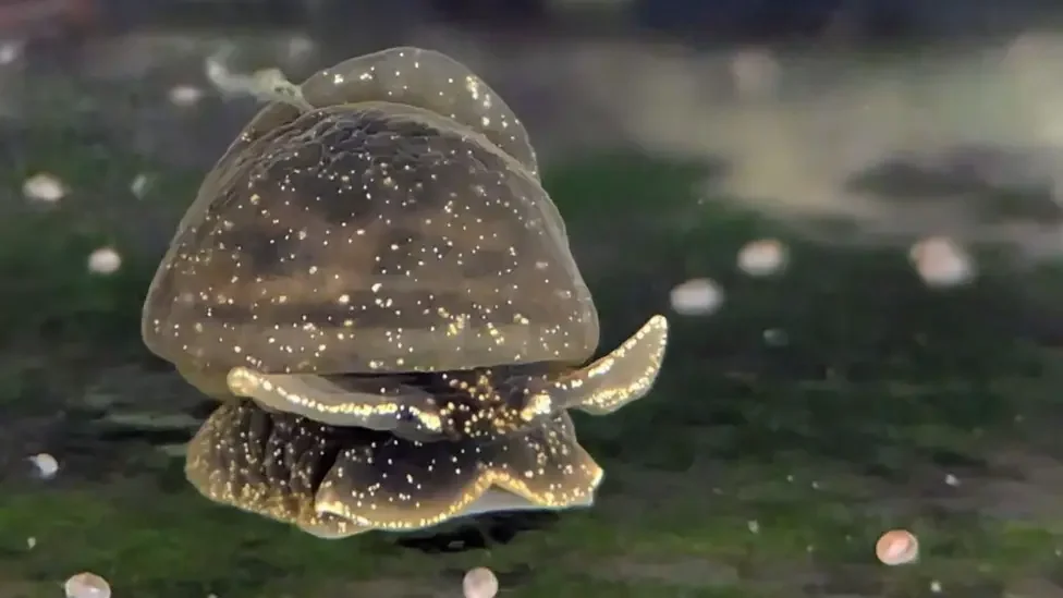 British scientists fighting to save rare snail 'as precious as Egyptian artefact'