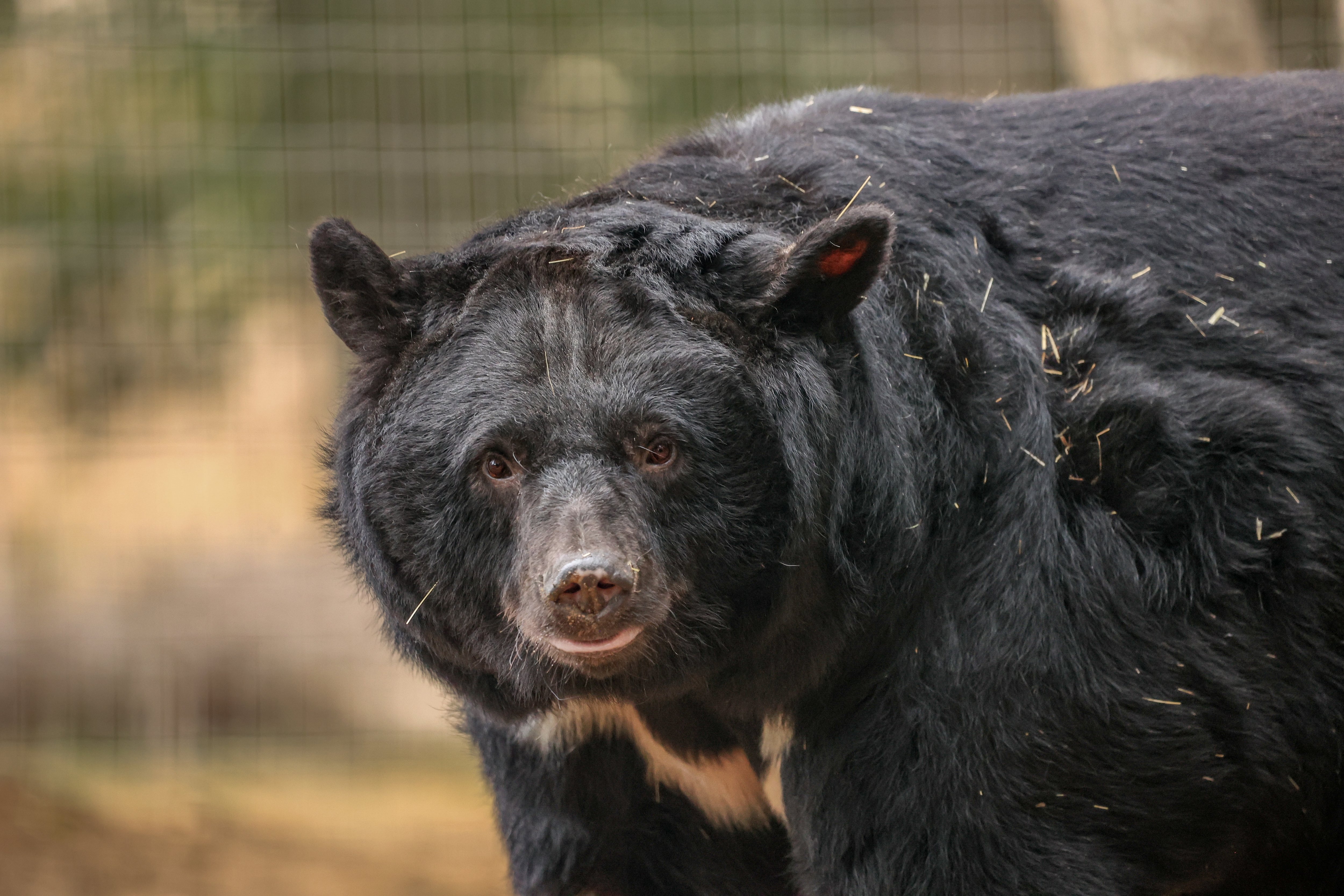 Briton saves five bears from cages in South Korean camp in extraordinary rescue mission