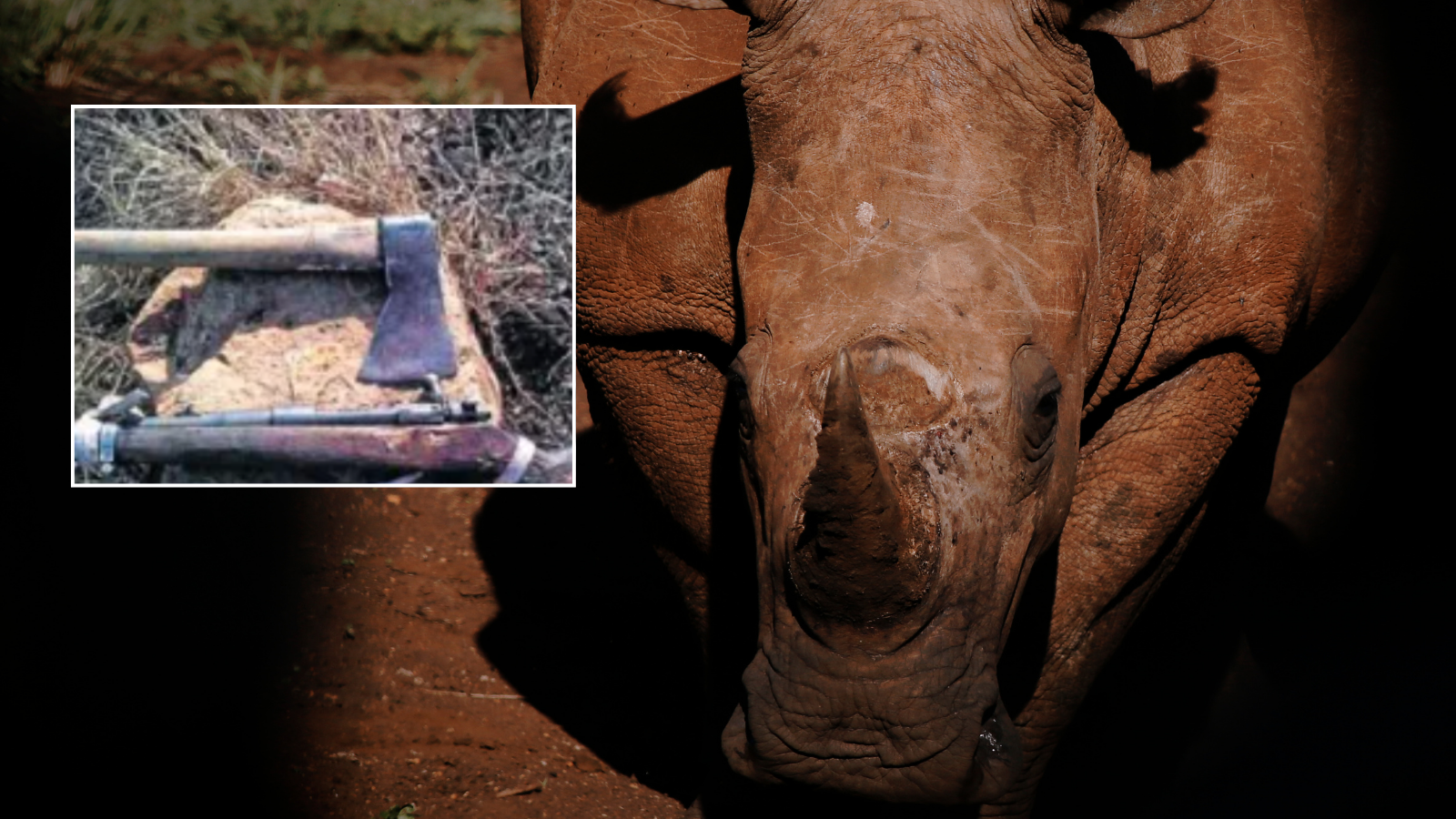 Poacher trampled to death by herd of elephants while lining up shot on white rhino