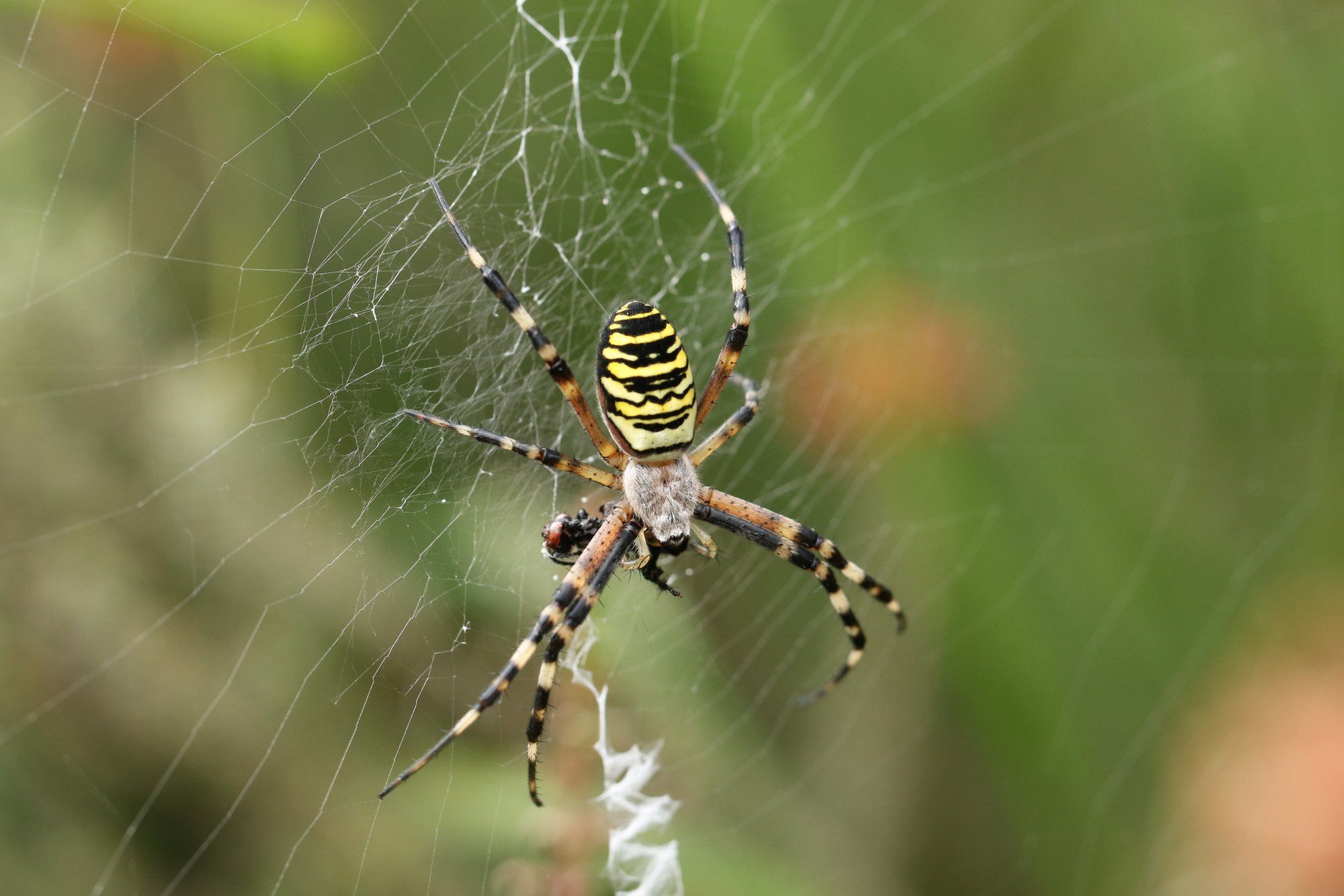 'Credit card-sized' wasp spider that can hide in plain sight is spreading across England