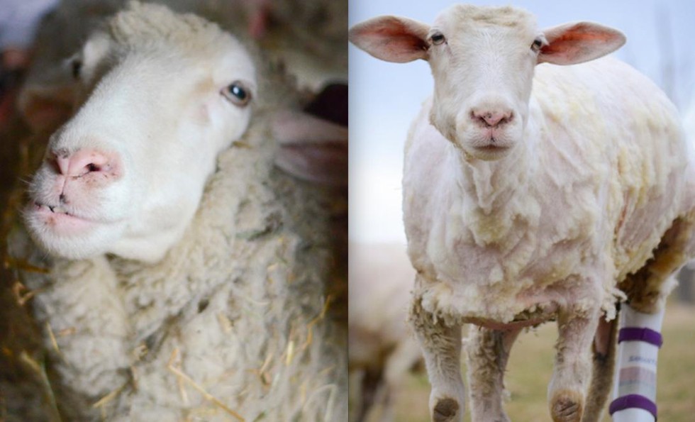 7 Happy Sheep Before And After Their Spring Haircuts