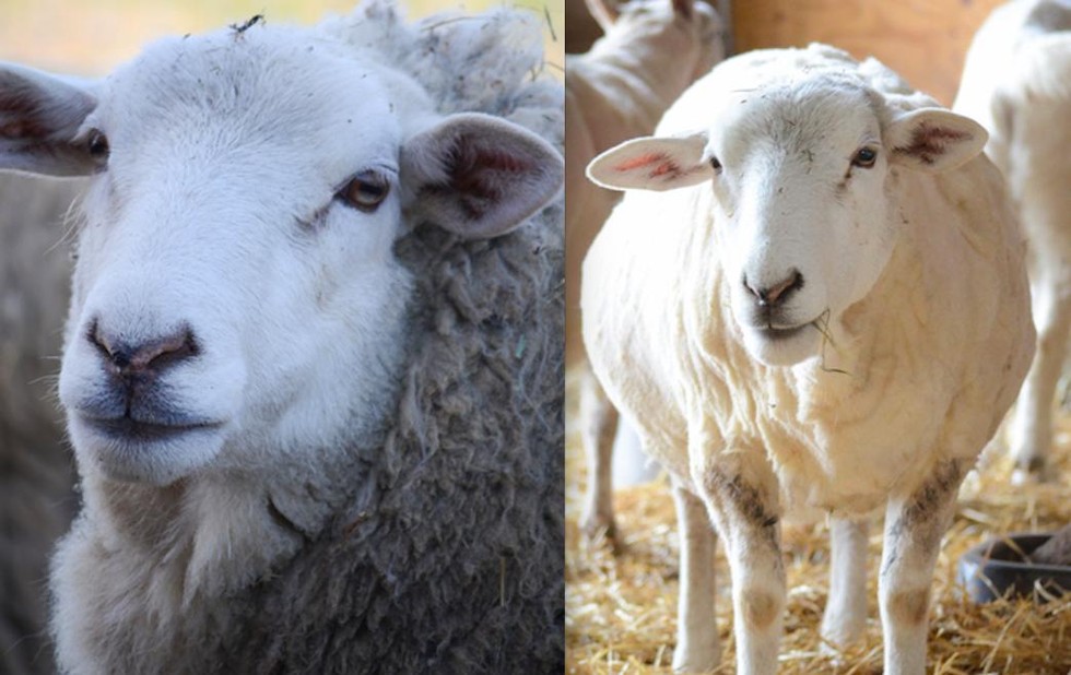 7 Happy Sheep Before And After Their Spring Haircuts