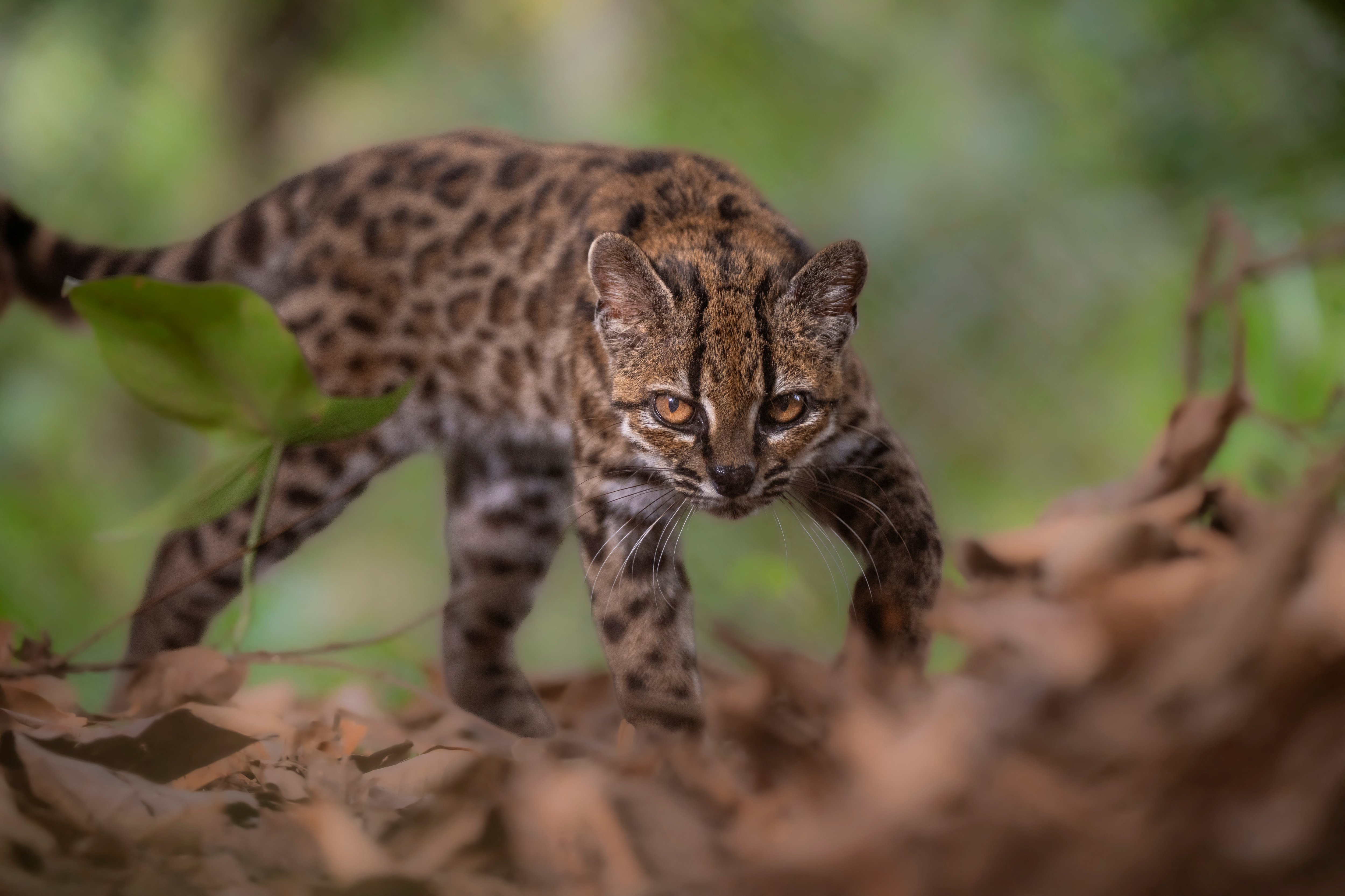 Adorable new cat species identified for the first time in more than 100 years
