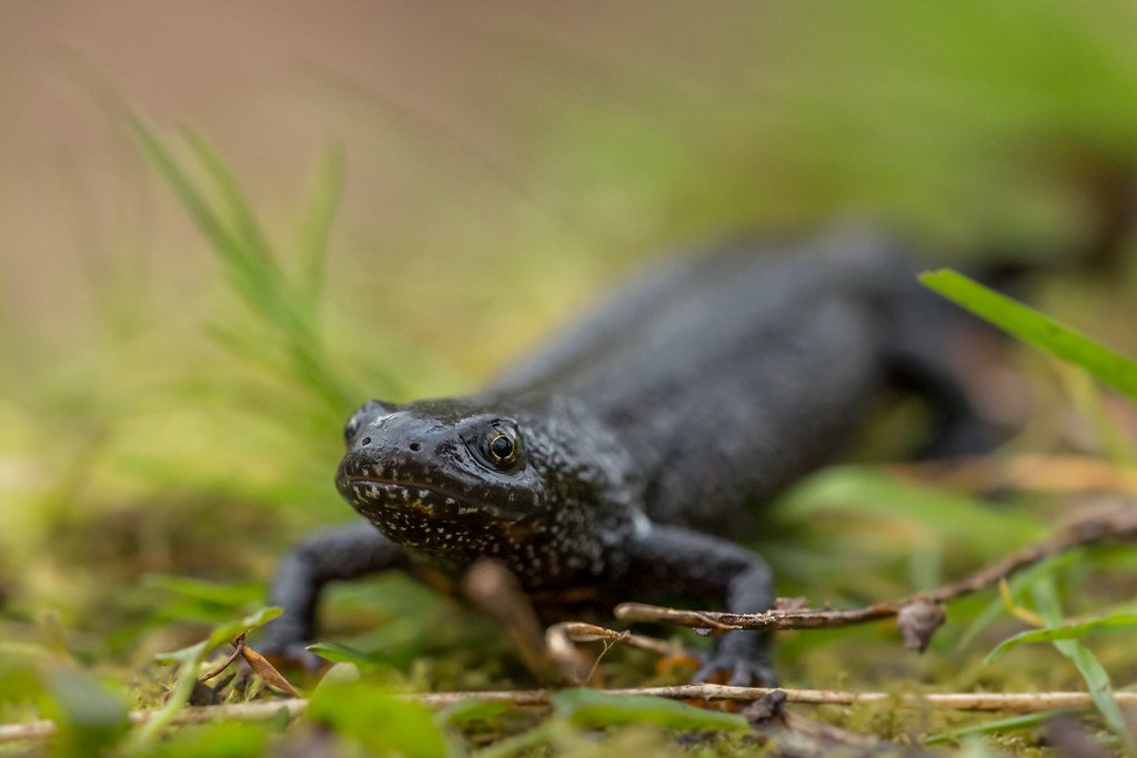 Rare bats and newts discovered at Piddington asylum base as far back as 2008