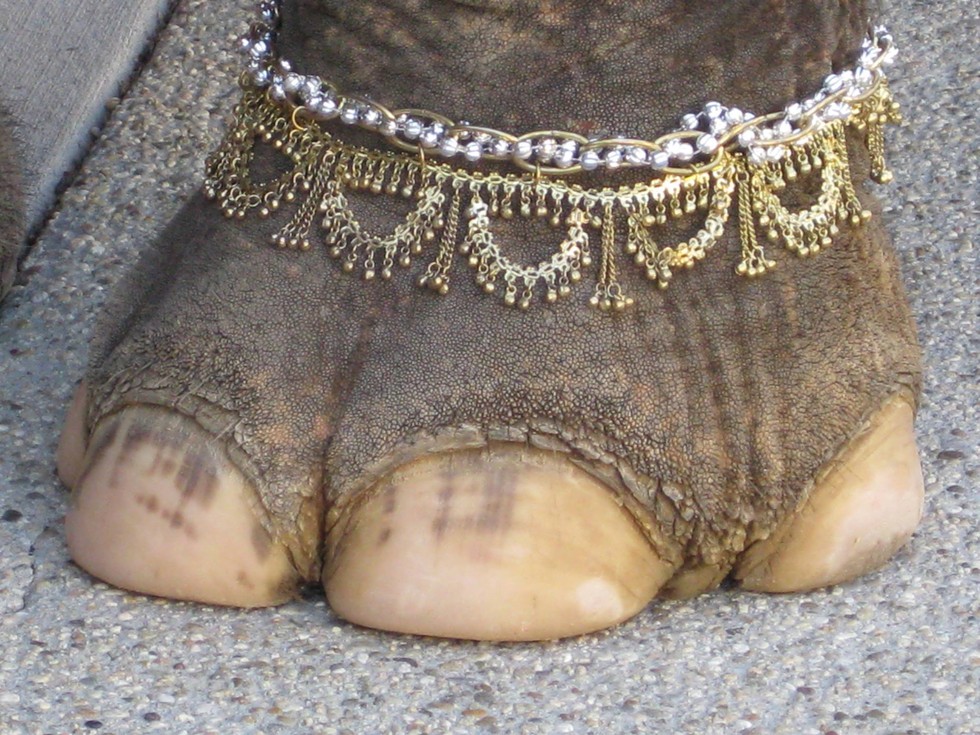 The Troubling Truth Behind Elephants Rented For Weddings