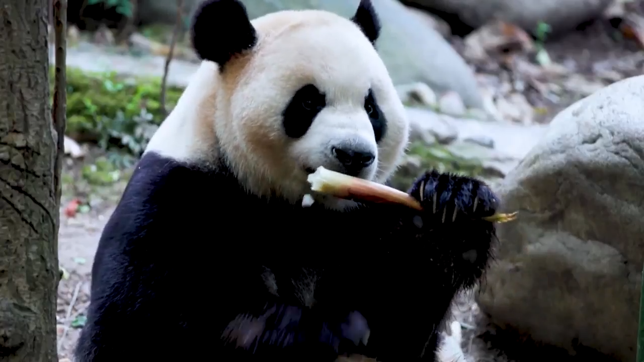 China's diplomatic giant pandas headed to US after Donald Trump and Xi Jinping meeting