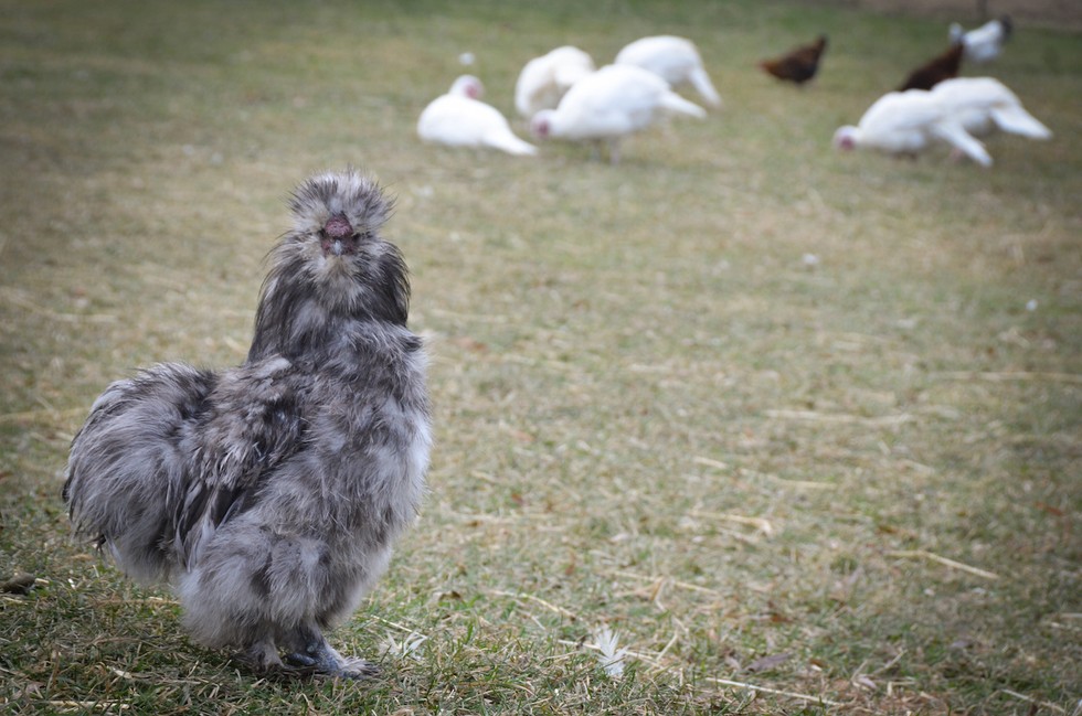 We're Pretty Sure This Animal IS Ewok. No, We're Positive.