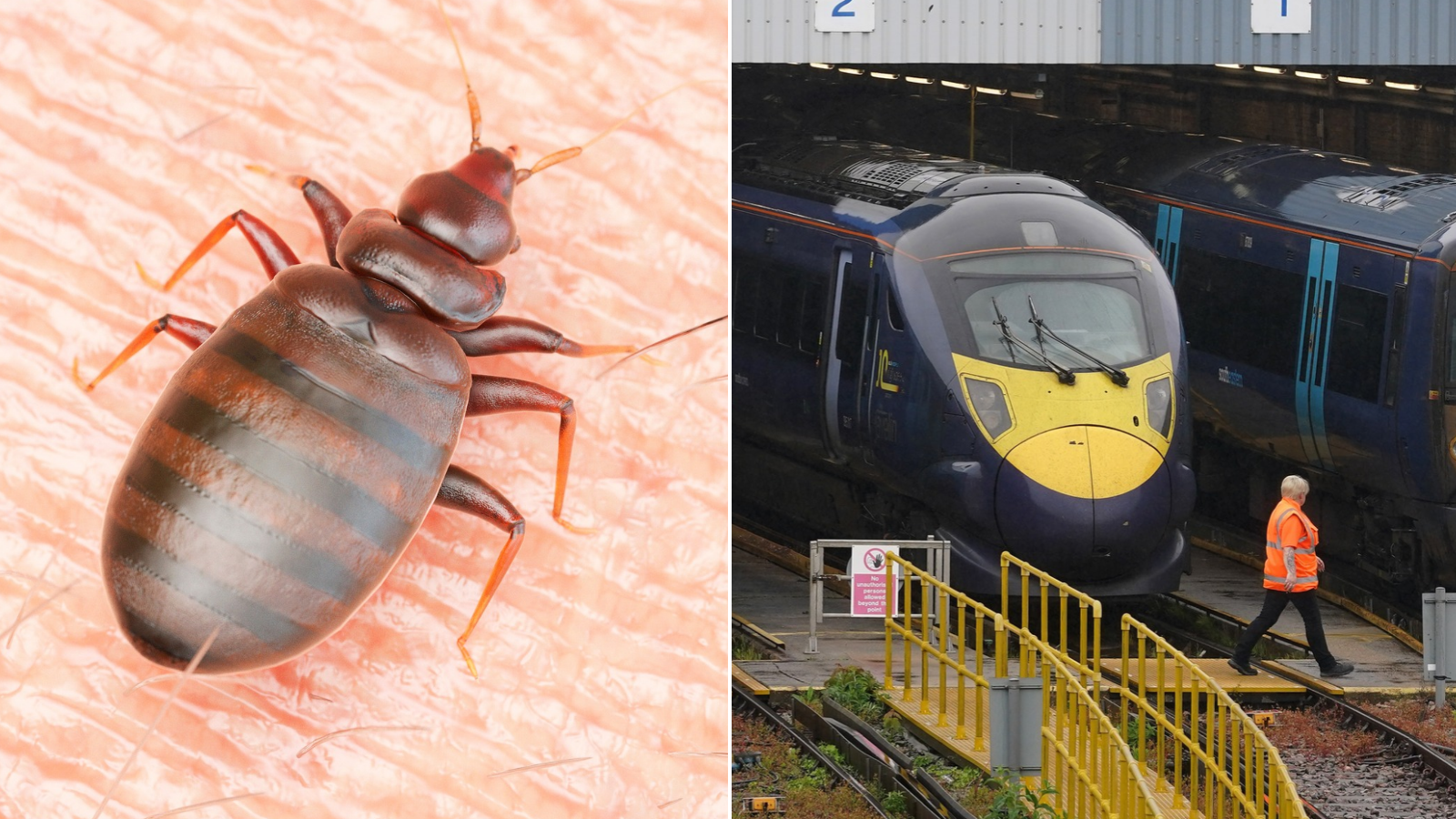 Train services cancelled after bedbugs found at Southeastern depot
