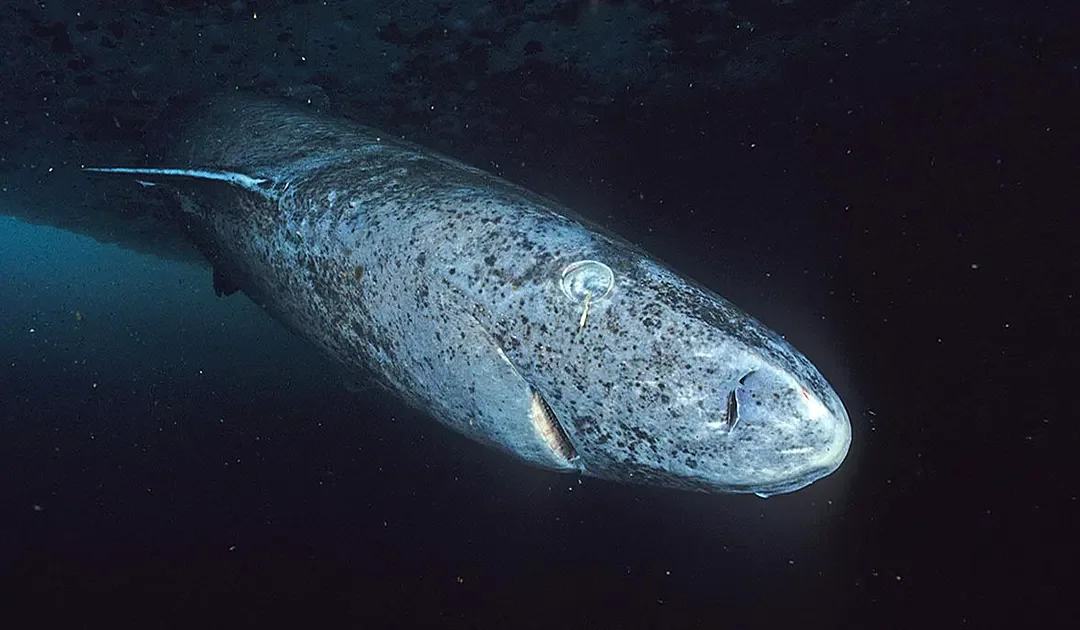Greenland debates culling world's slowest sharks amid fishing conflict