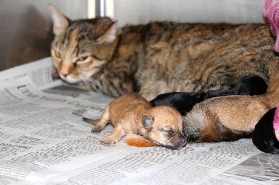 Shelter Cat 'Wet Nurse' Cares For Tiny Orphaned Puppies