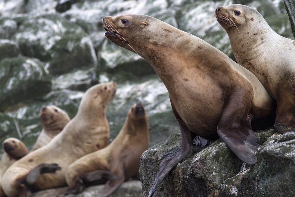 SeaWorld's New Sea Lion Show Gets Blown To Pieces